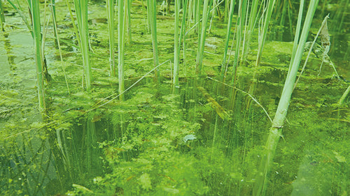 Green pond water, what now? 