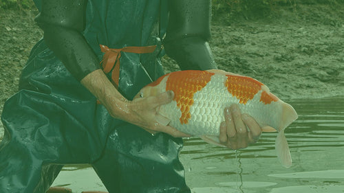Buying Koi (Part 5)