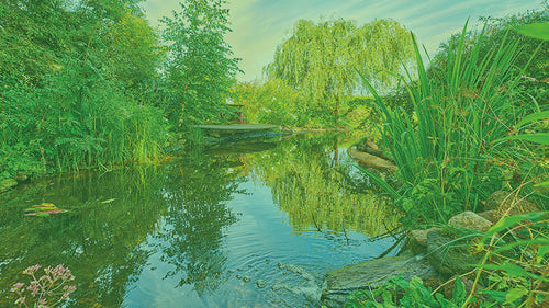 Helophyte filter