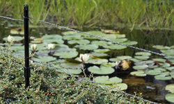 Pond protection