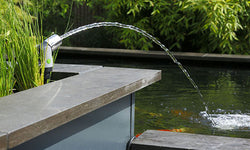 Pond fun