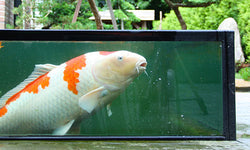 Pond window