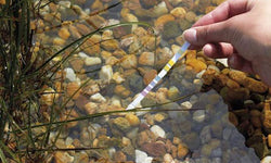 Pond Water Testing
