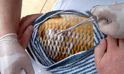 Fish care