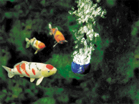 oase_20aquaoxy_201000_2003