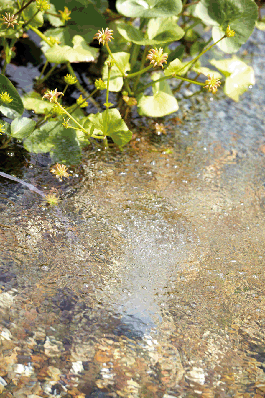 oase_20aquaoxy_20500_2002