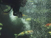 oase_20swimskim_2050_2004