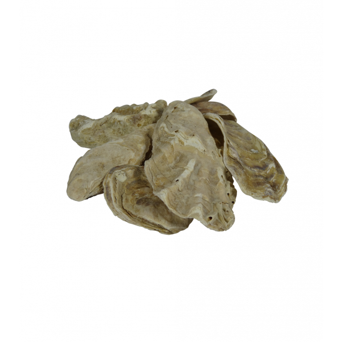 oesterschelpen