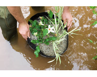 plantenmand