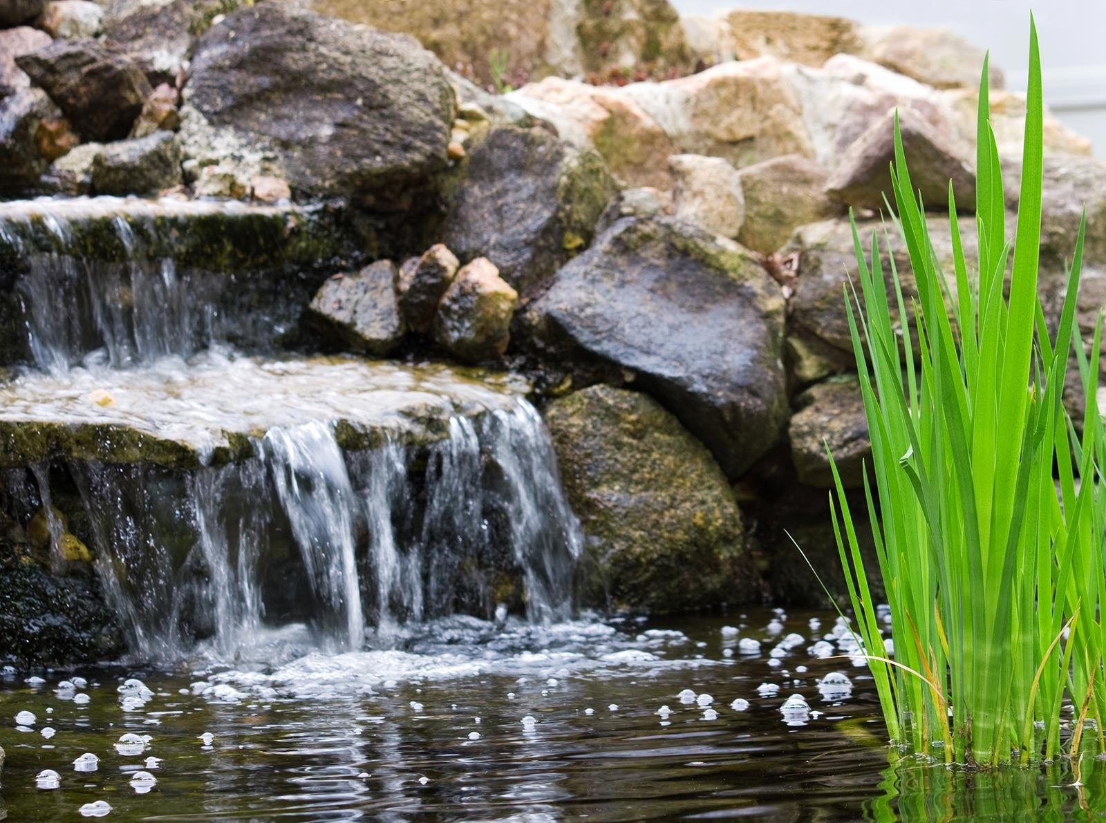 pond-lifestyle_4