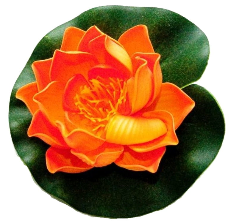 Velda Drijvende Vijverplant Lotus Oranje 10 cm