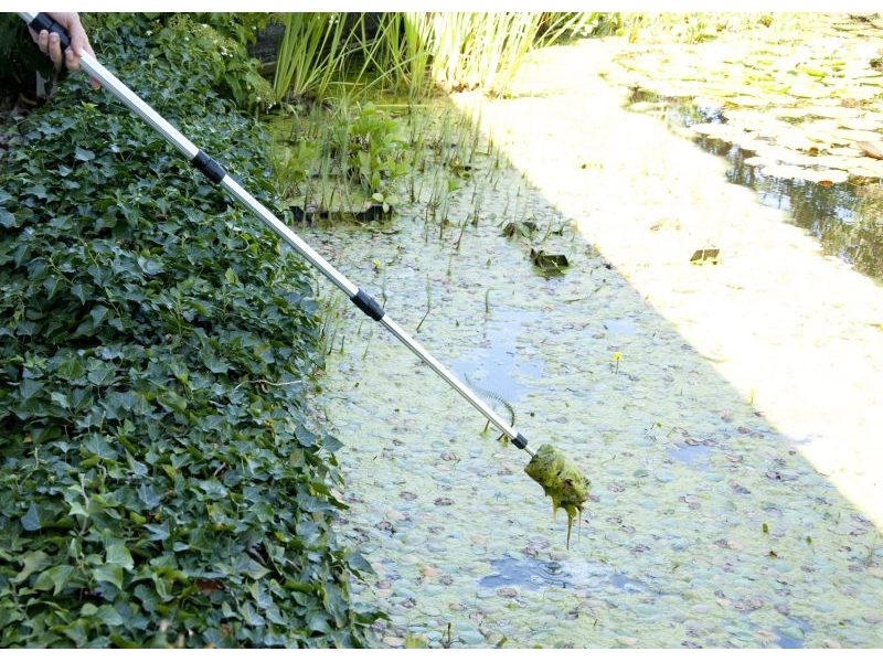 vt-algae-brush-02