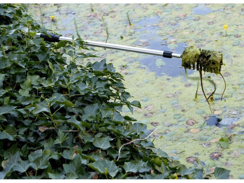 vt-algae-brush-03